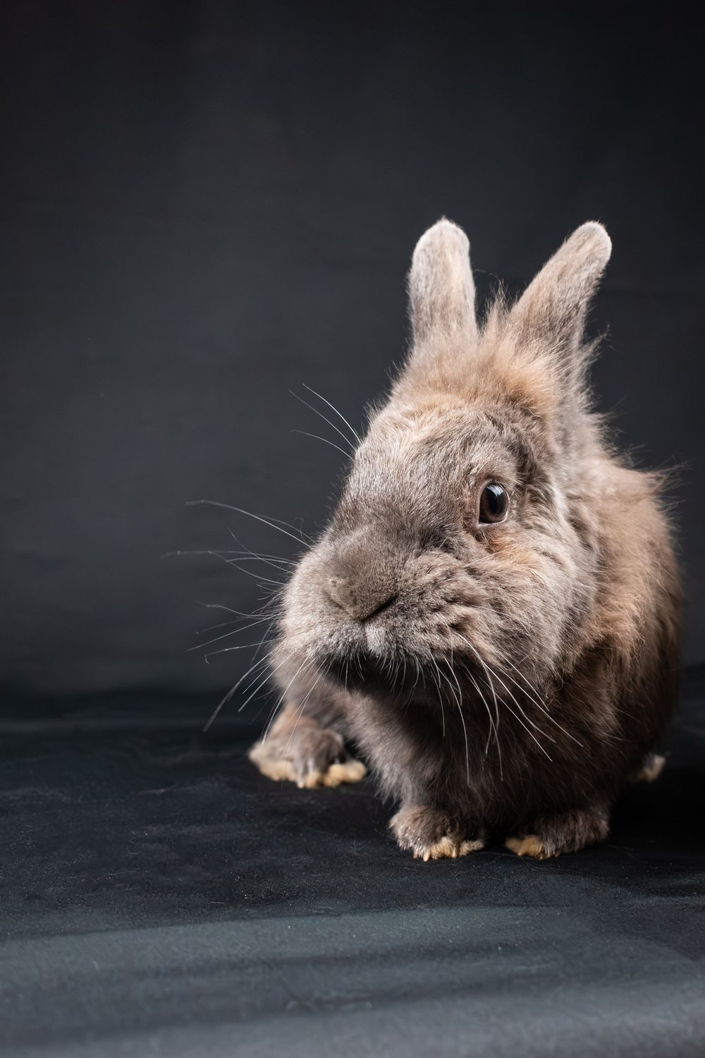 A grey rabbit resting on a cream wool blanket in soft window light
