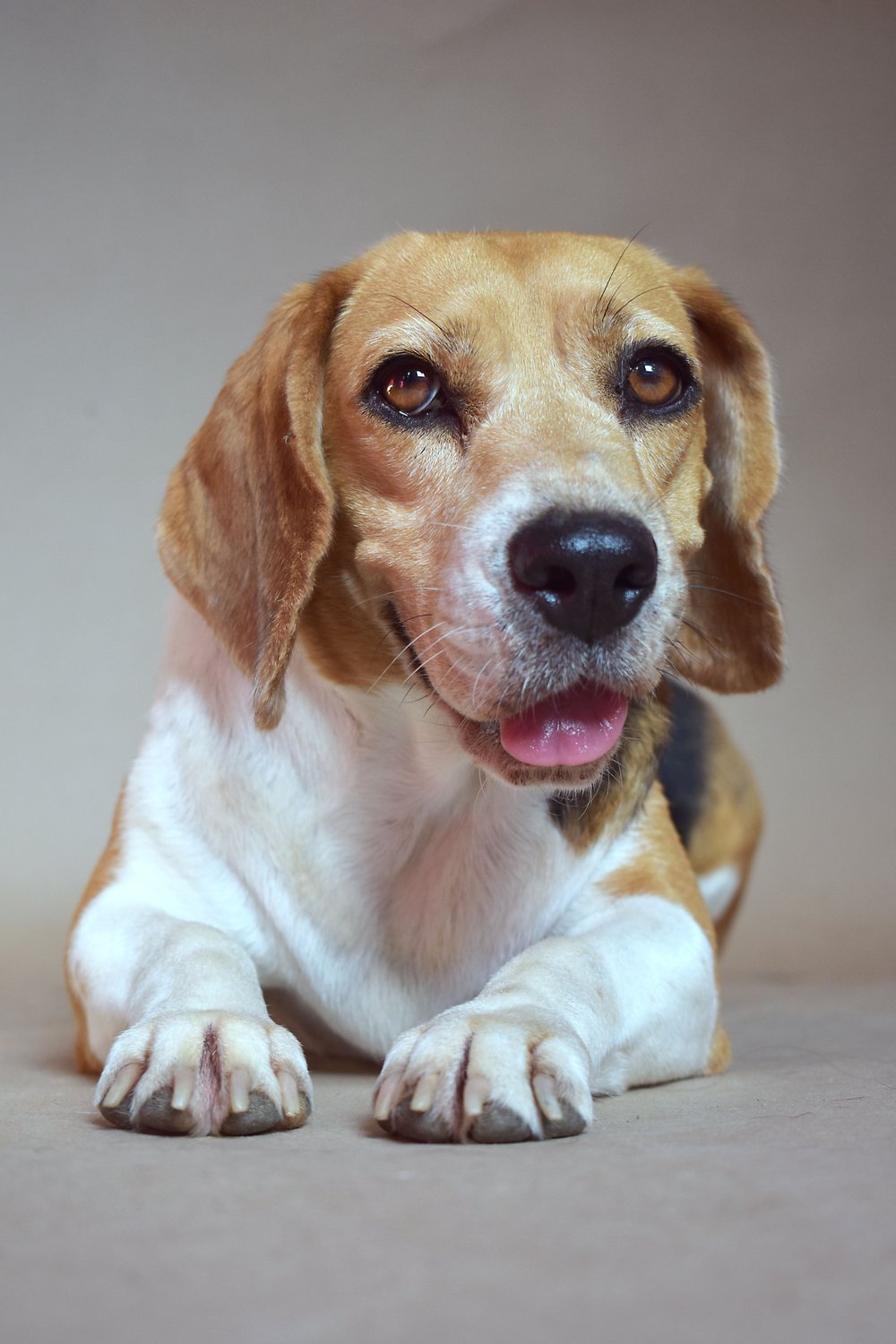 A beagle