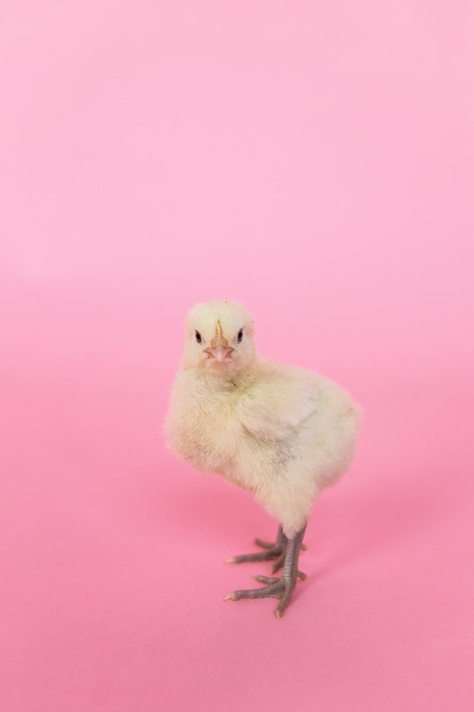 A chick