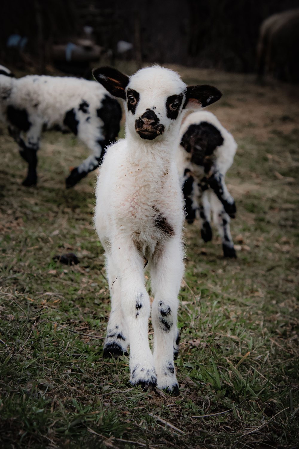 A lamb