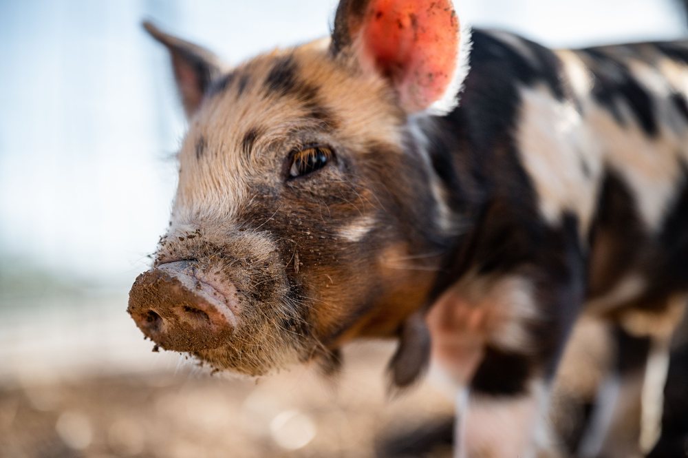 A piglet