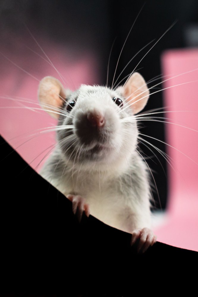 A rat