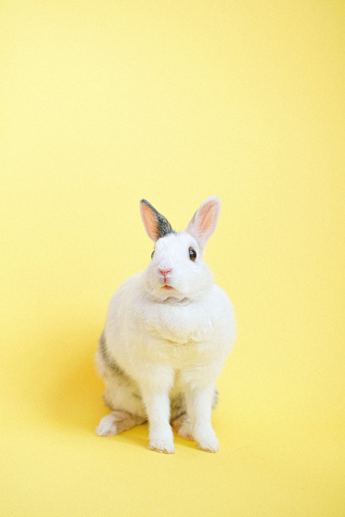A rabbit looking over the edge of a woven basket
